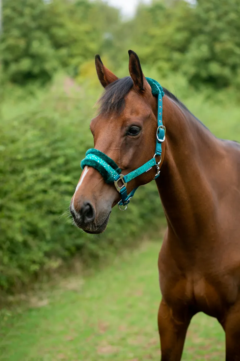 Hy Equestrian Dazzle Head Collar - Alpine Green-2